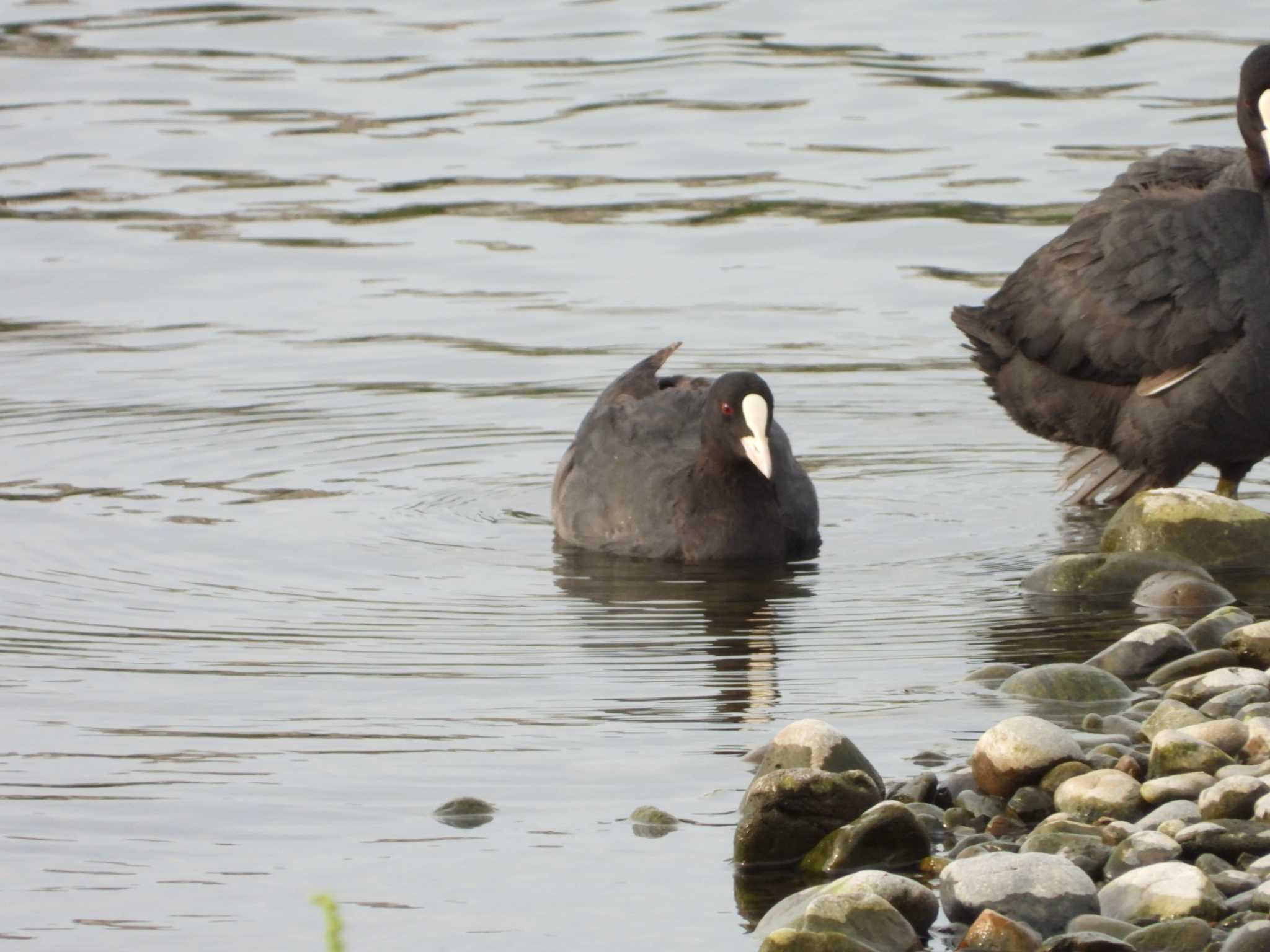 Eurasian Coot