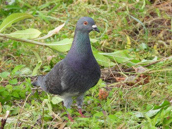 Rock Dove 多摩川二ヶ領宿河原堰 Thu, 5/23/2024