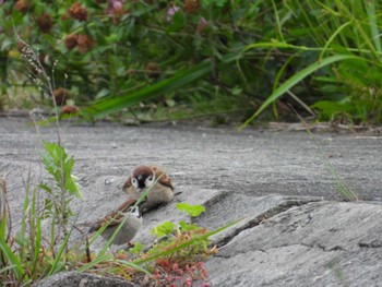 Eurasian Tree Sparrow 多摩川二ヶ領宿河原堰 Thu, 5/23/2024