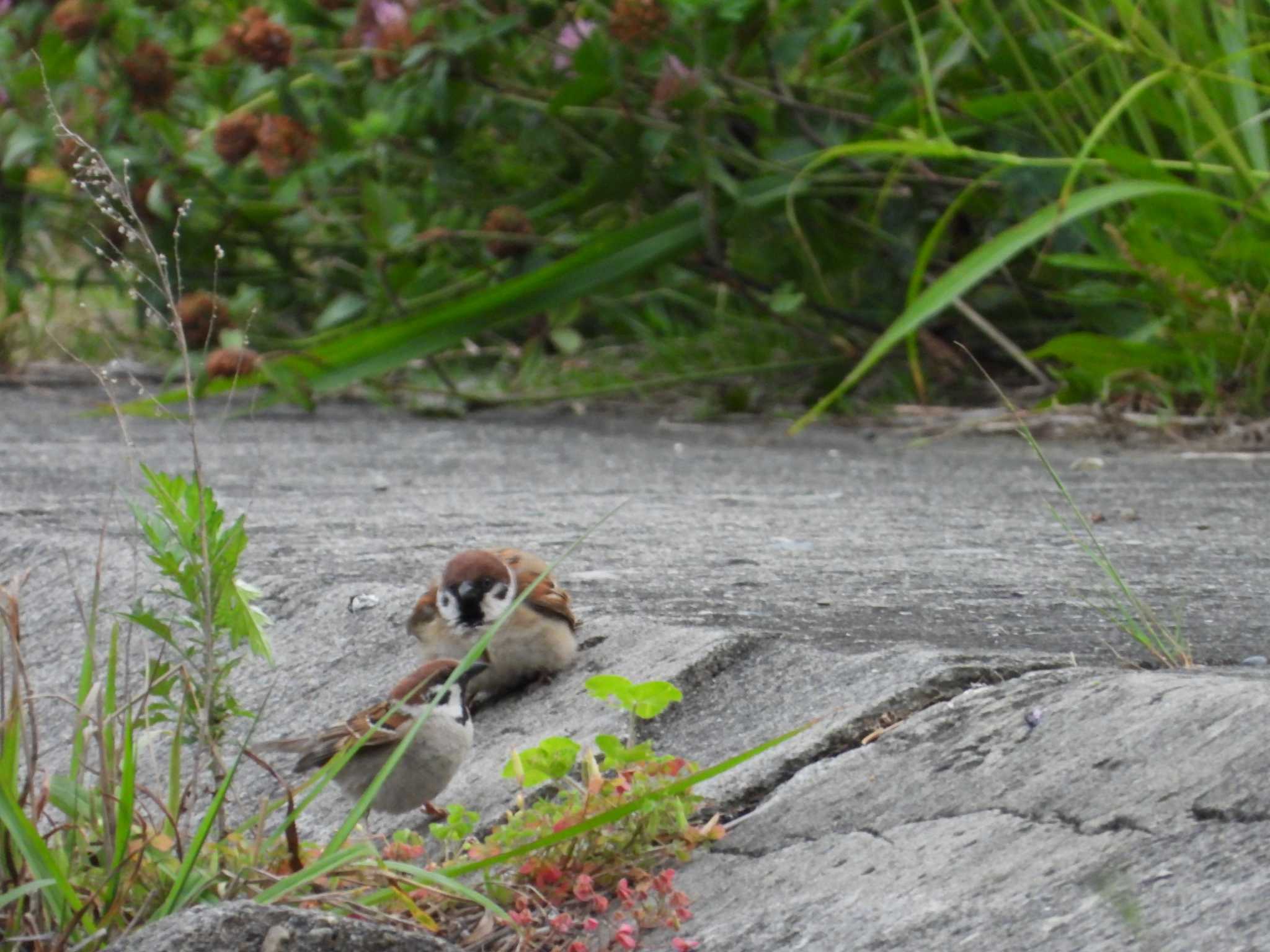 Eurasian Tree Sparrow