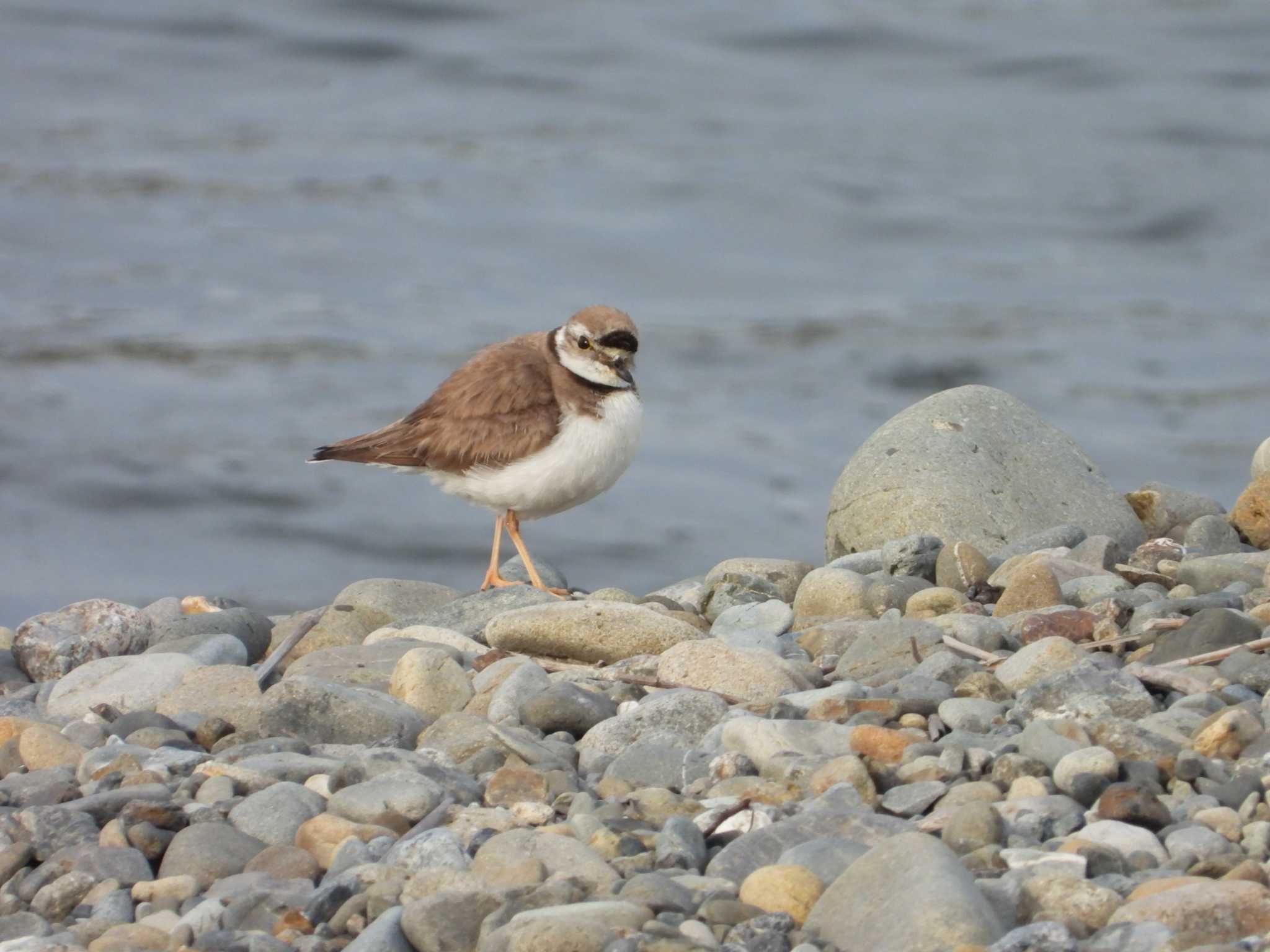 Photo of Long-billed Plover at 多摩川二ヶ領宿河原堰 by ヨシテル