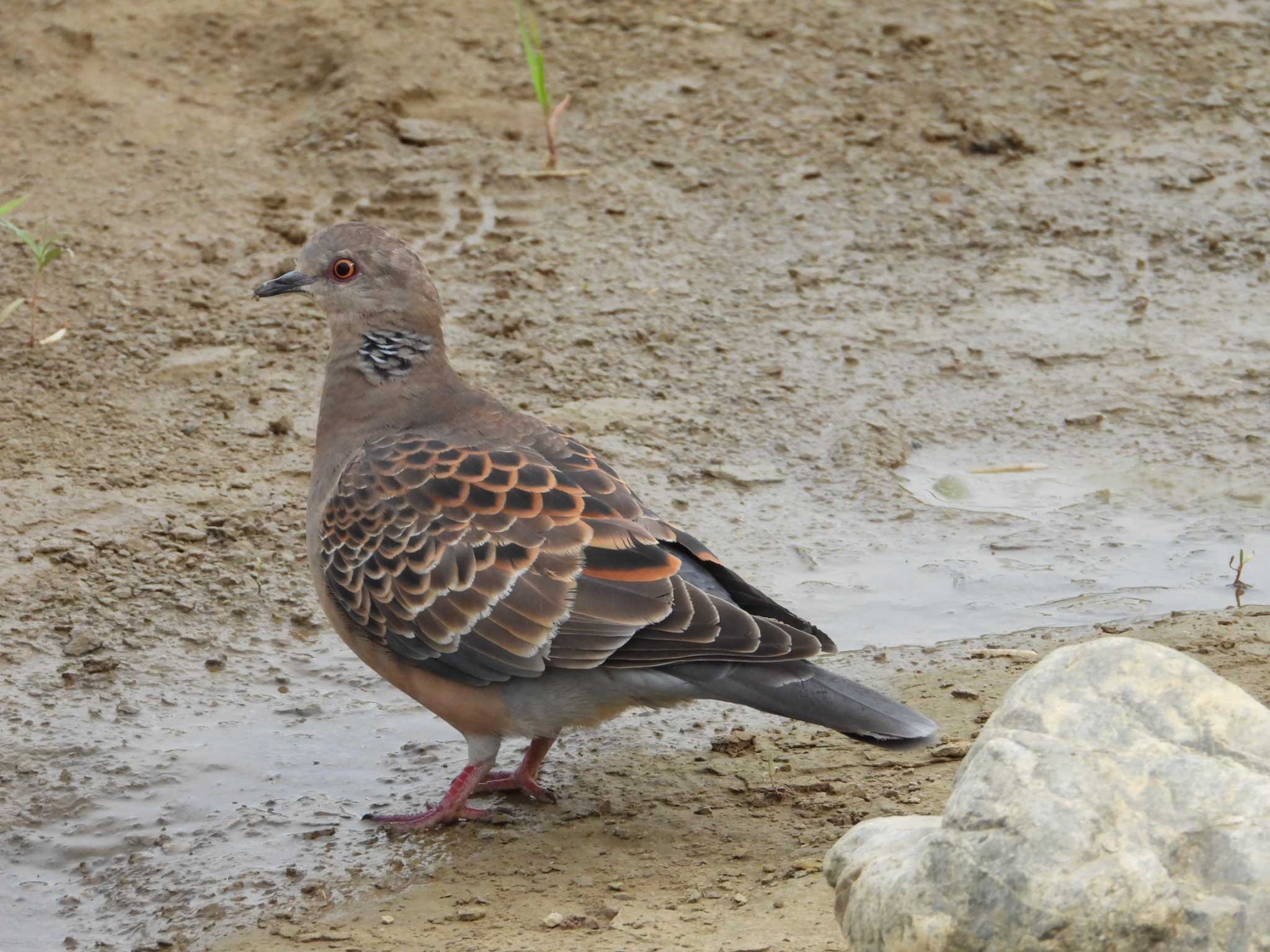 Oriental Turtle Dove