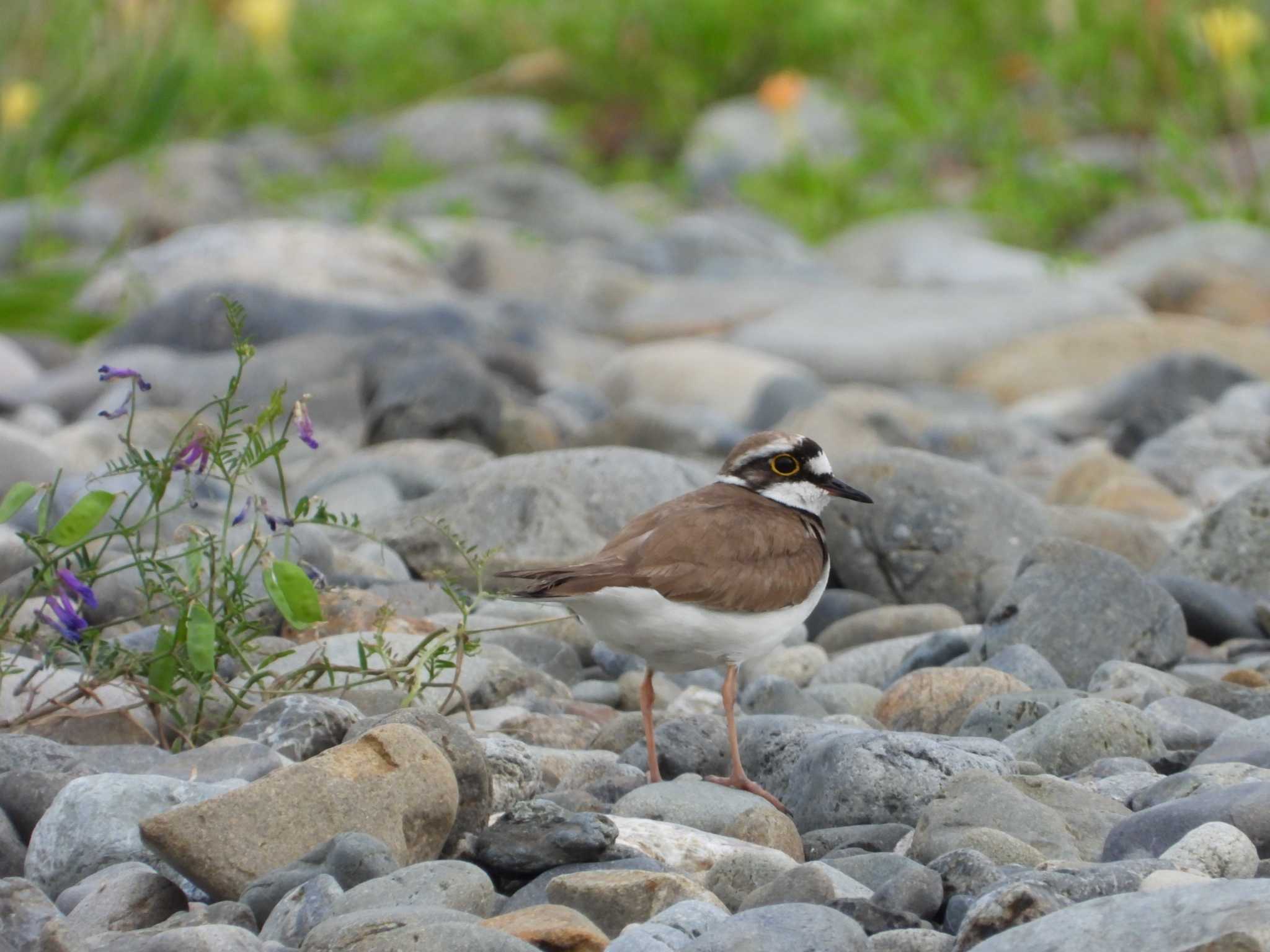 Little Ringed Plover