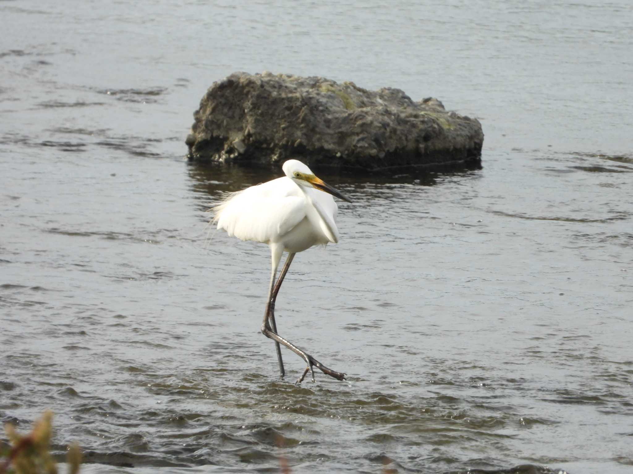 Great Egret