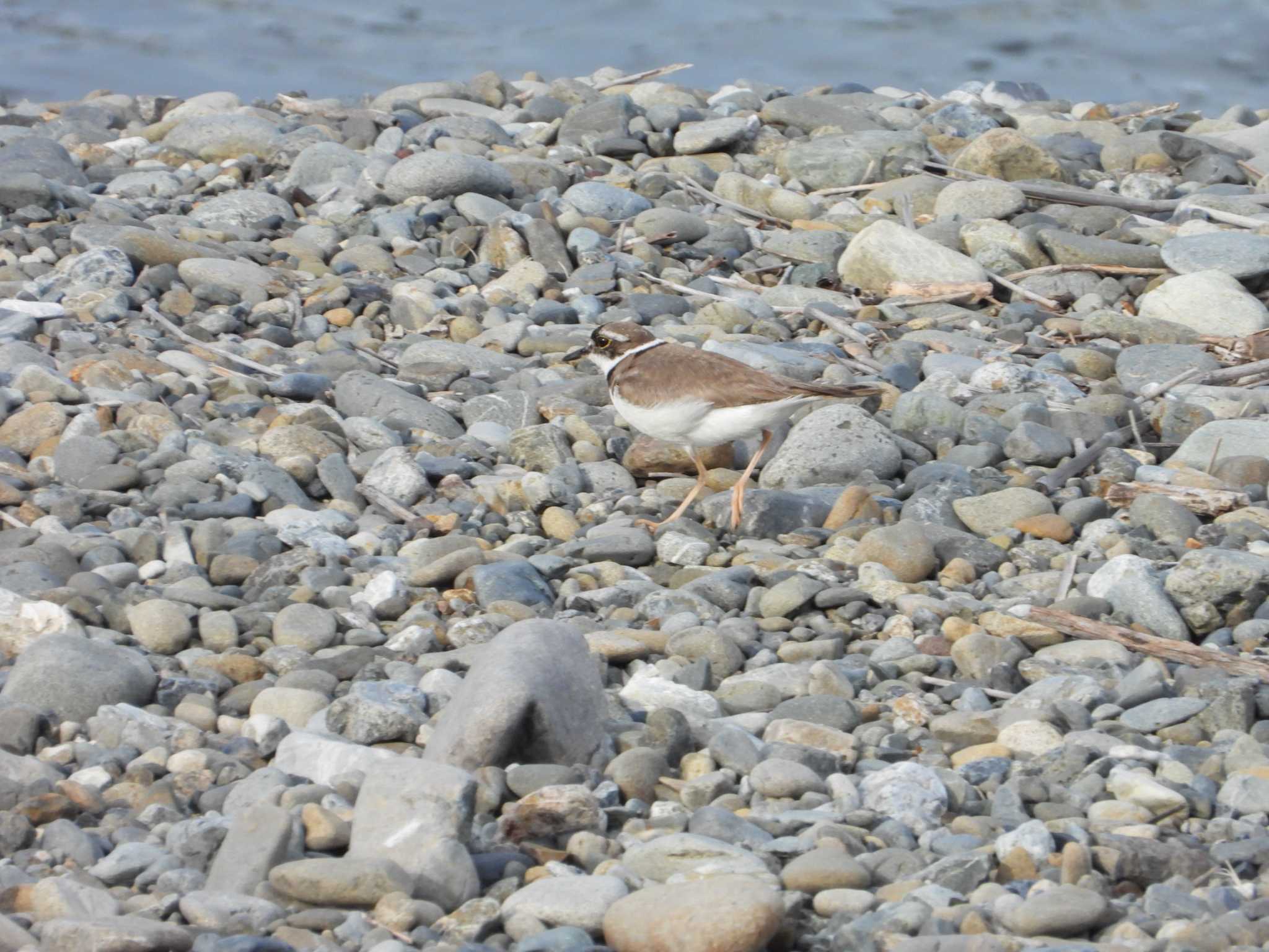 Little Ringed Plover