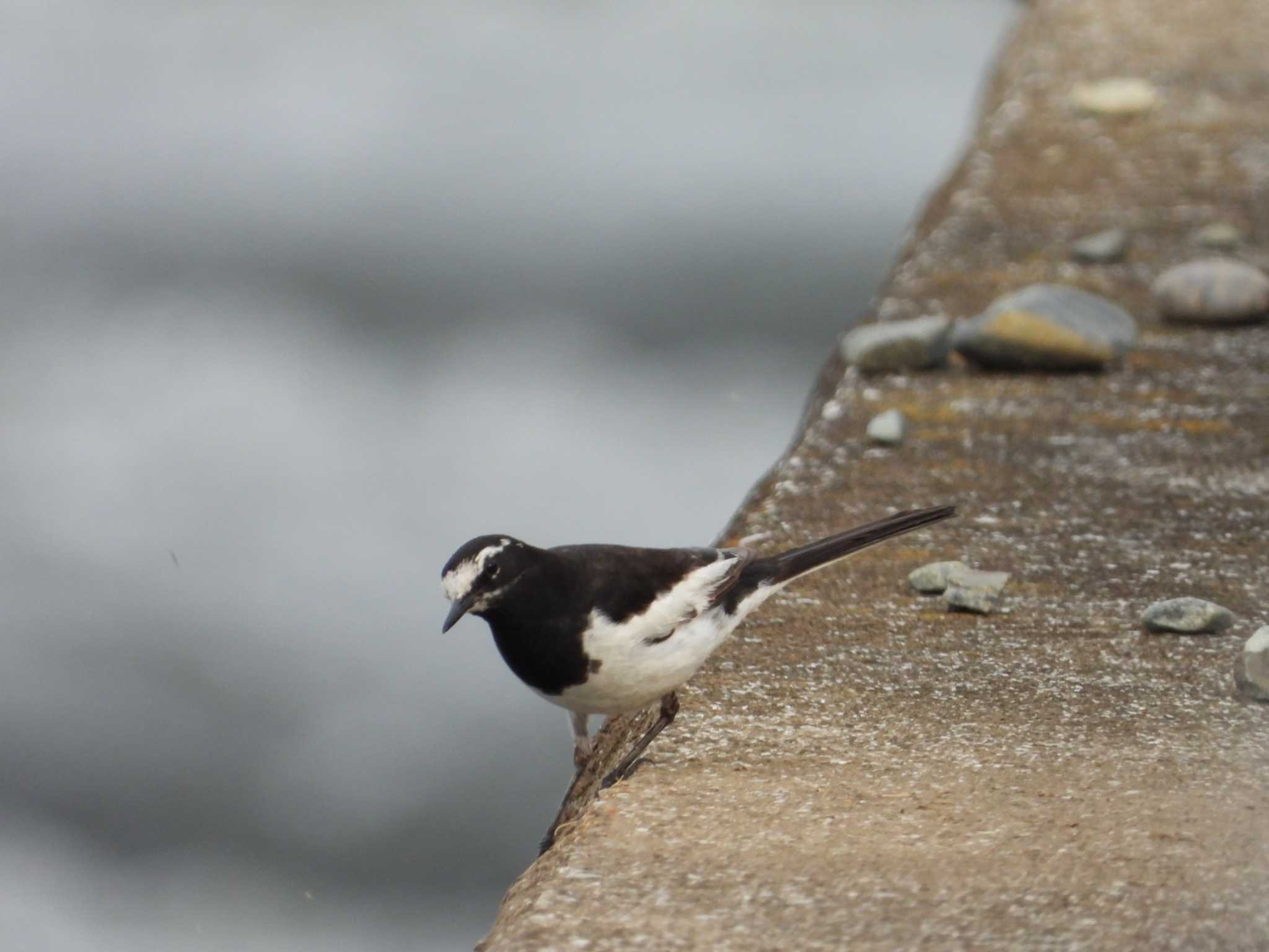 Japanese Wagtail