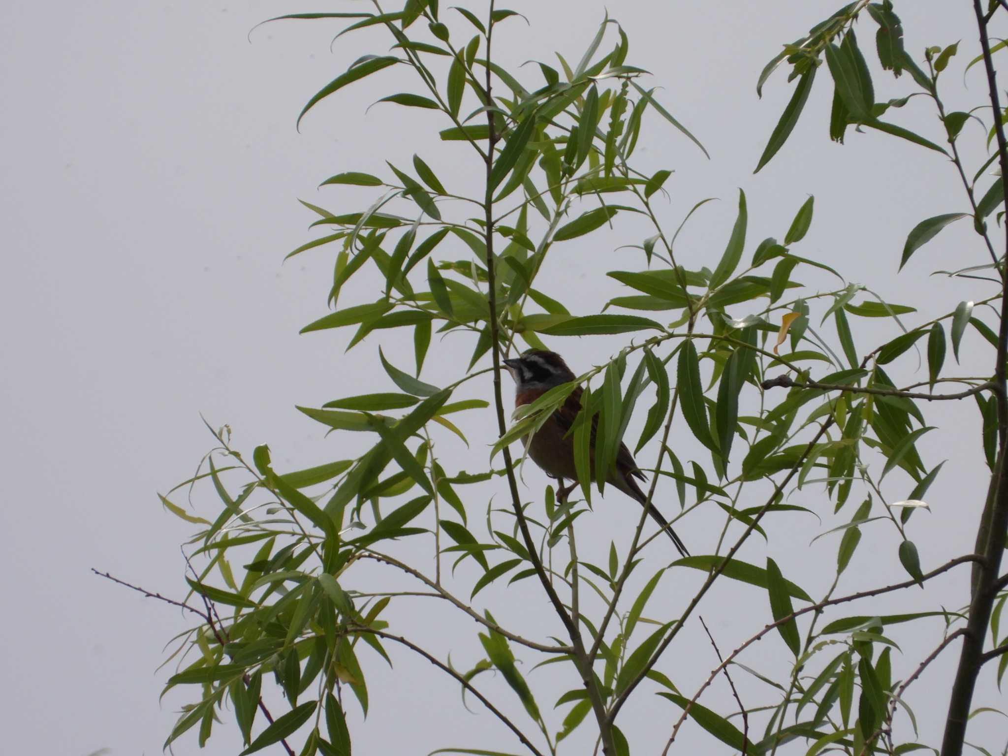 Meadow Bunting