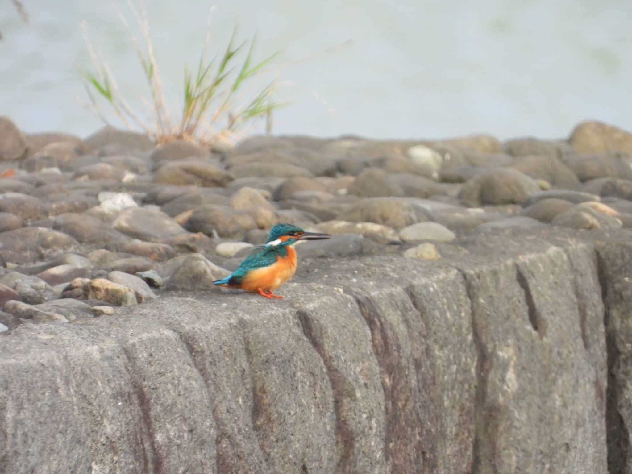 Common Kingfisher