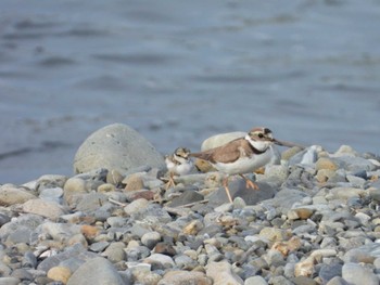 Thu, 5/23/2024 Birding report at 多摩川二ヶ領宿河原堰