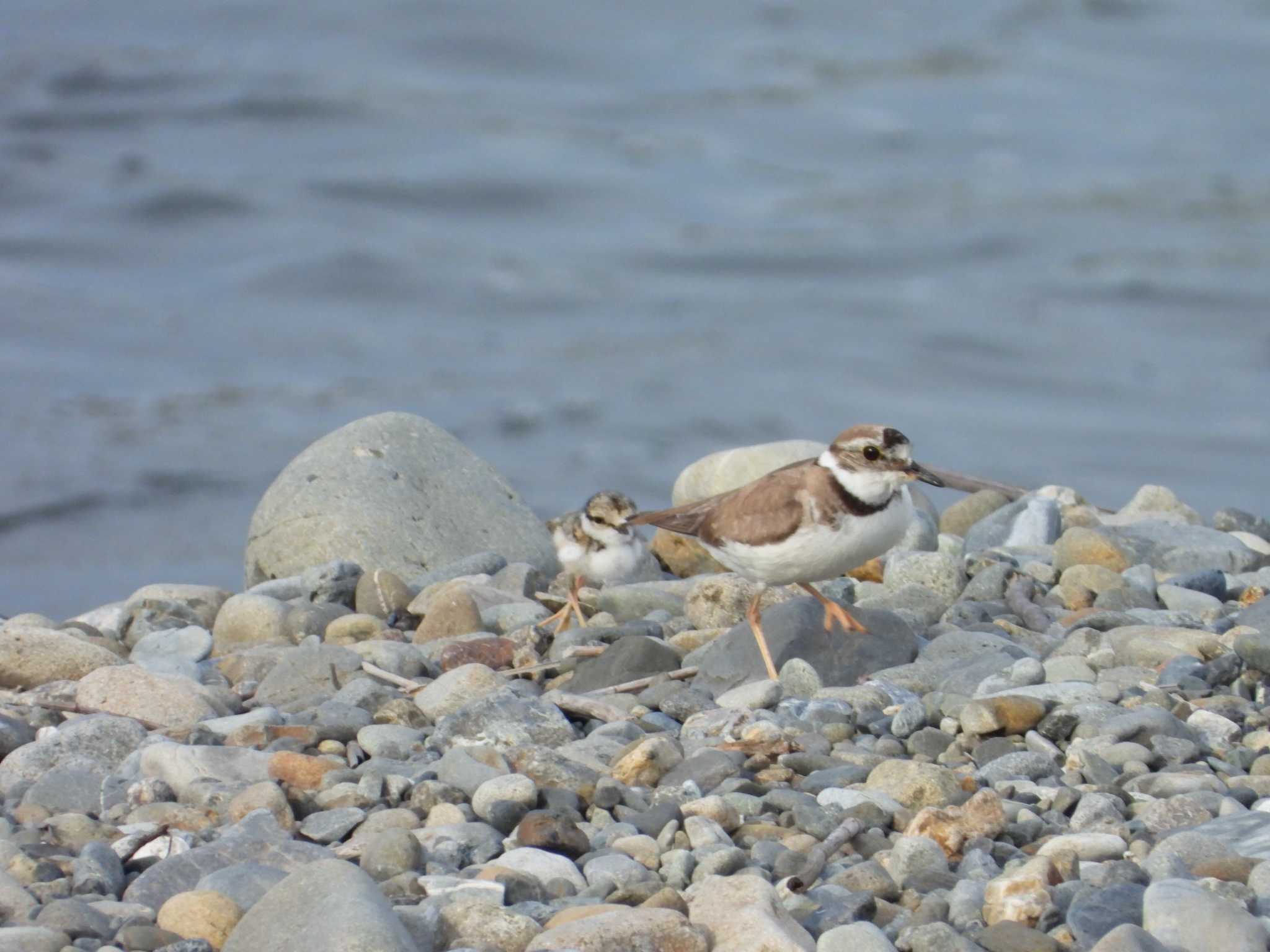 Long-billed Plover