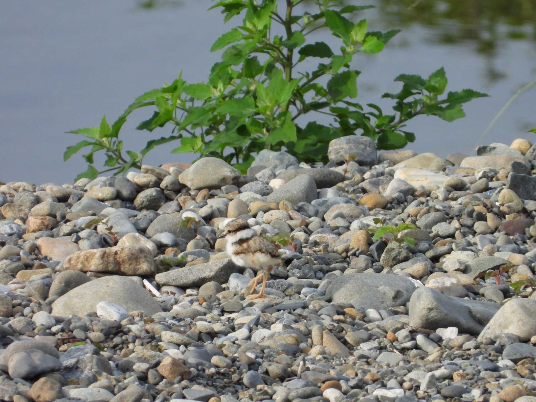 Long-billed Plover