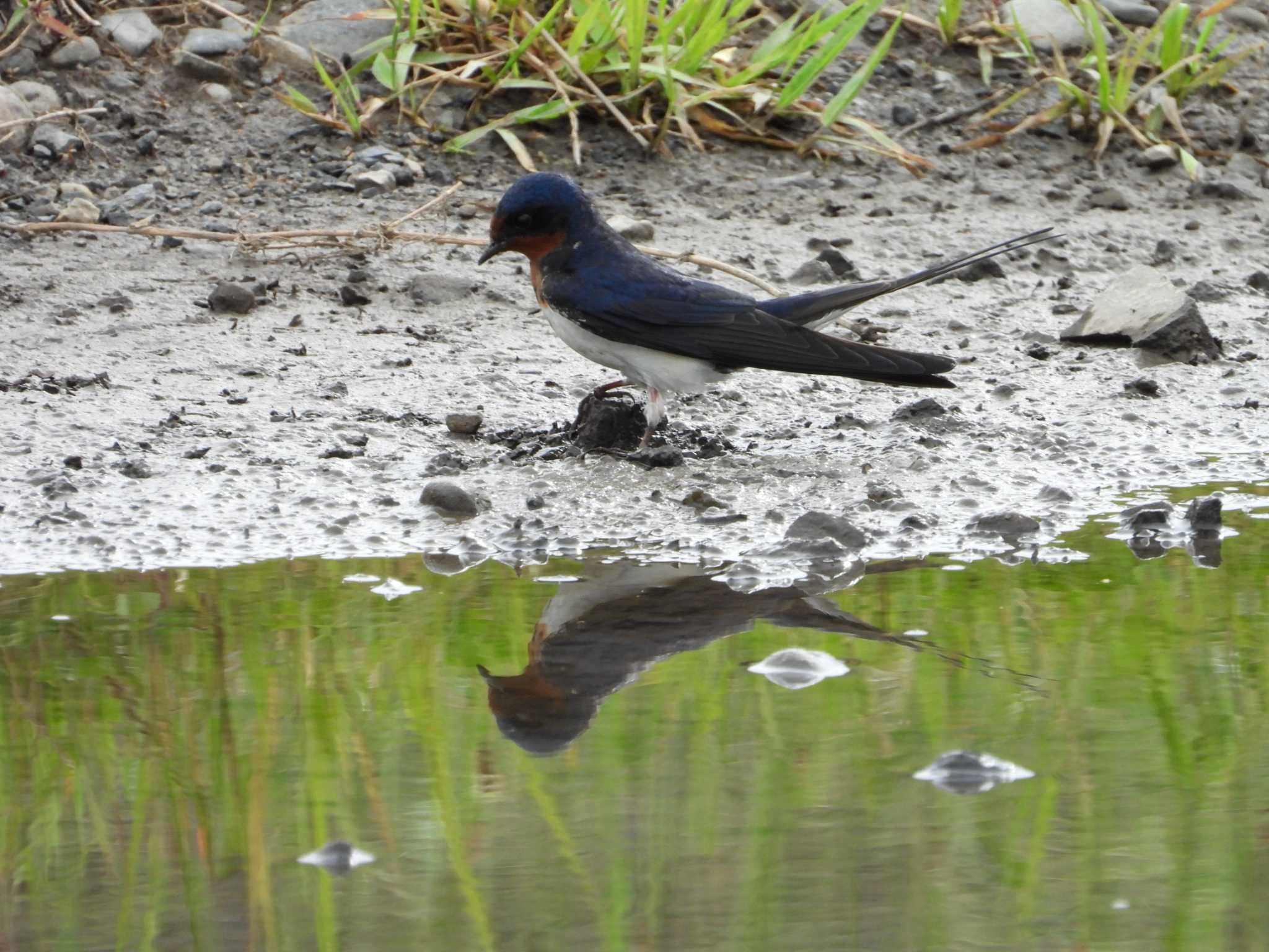 Barn Swallow