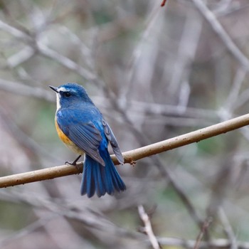 ルリビタキ 近つ飛鳥 2019年1月5日(土)