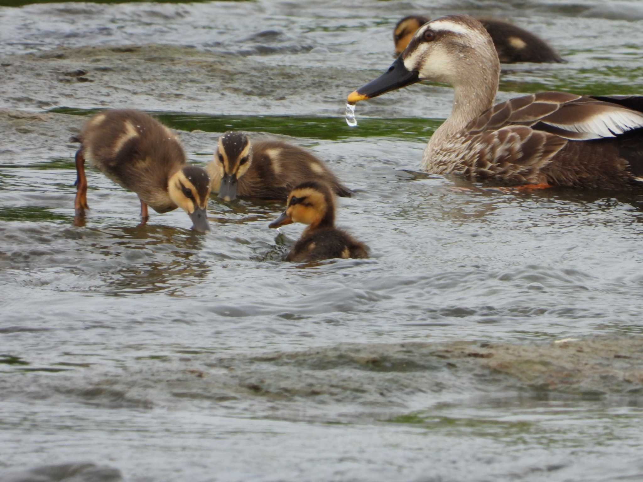 Eastern Spot-billed Duck