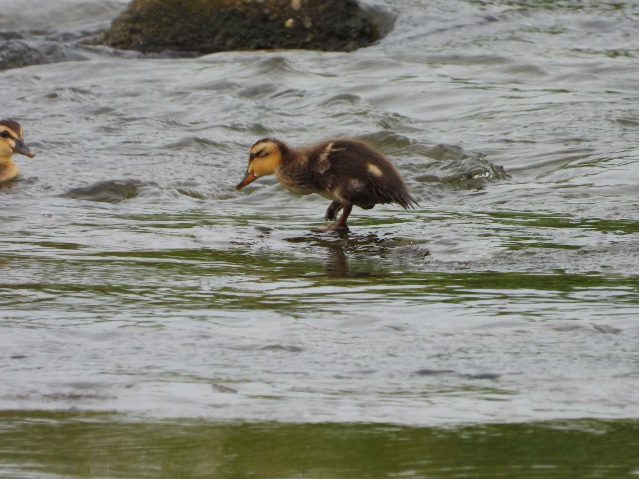 Eastern Spot-billed Duck