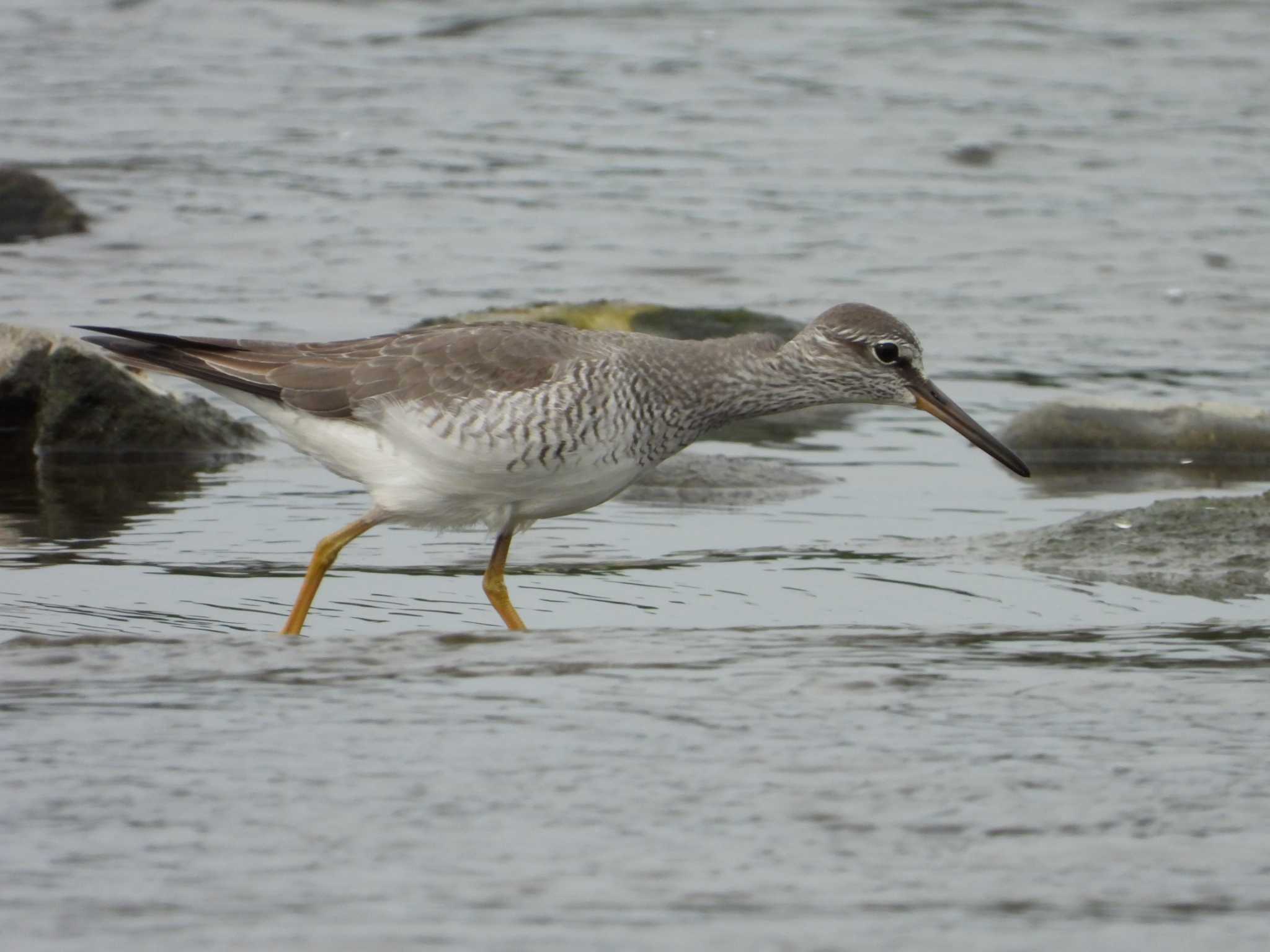 Grey-tailed Tattler