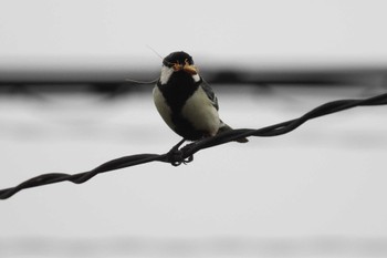 Japanese Tit 北海道函館市志海苔町 Tue, 5/21/2024