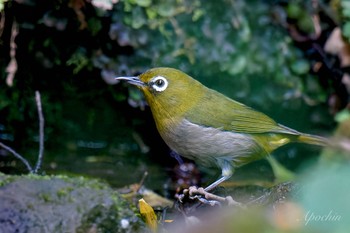 Warbling White-eye 近所 Sun, 4/21/2024