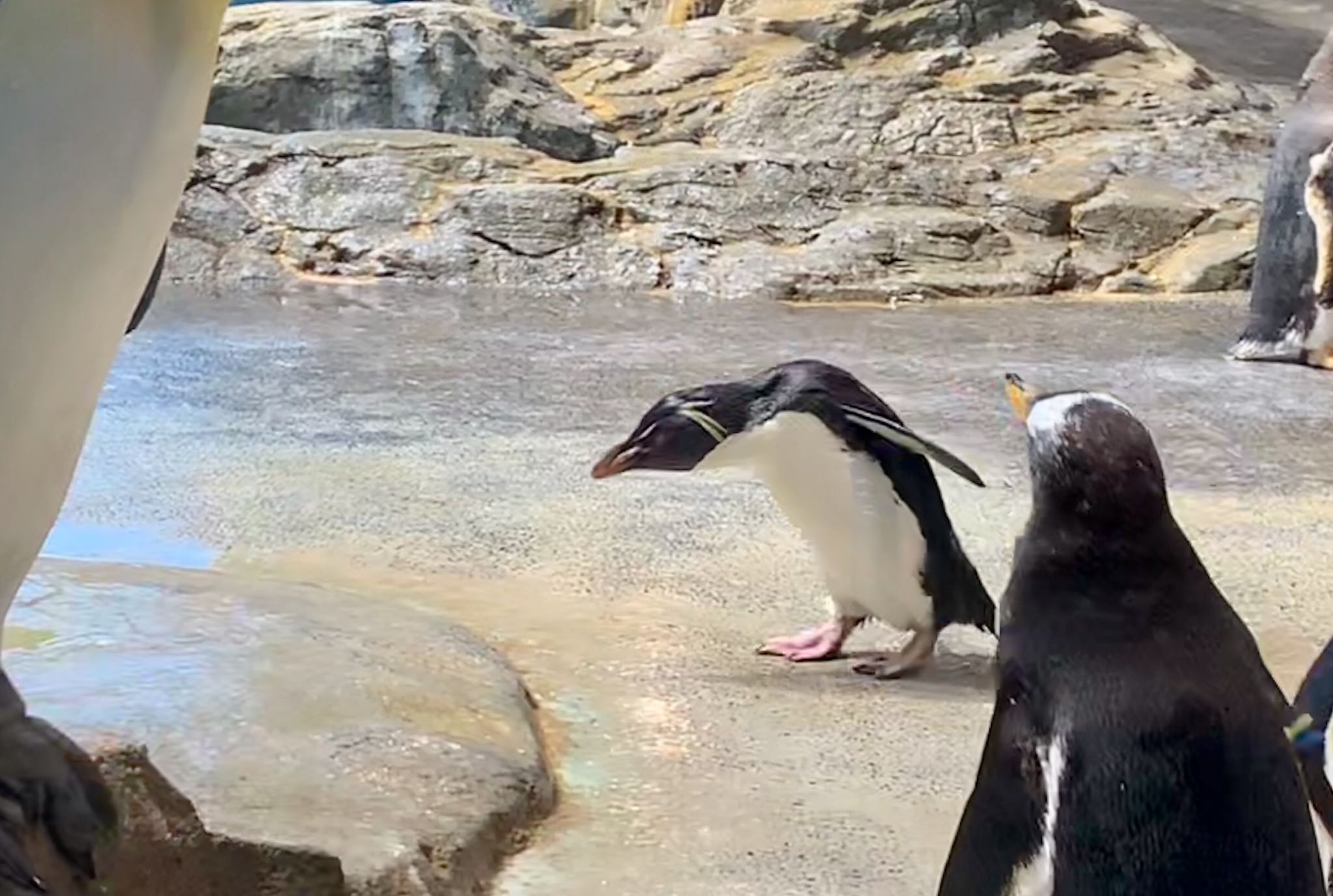 長崎ペンギン水族館 マカロニペンギンの写真 by 倶利伽羅