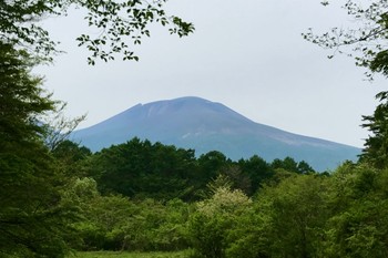 未同定 軽井沢野鳥の森 2024年5月19日(日)