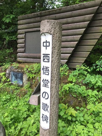 未同定 軽井沢野鳥の森 2024年5月19日(日)