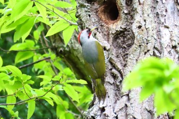 Sun, 5/19/2024 Birding report at 軽井沢