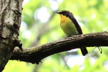 キビタキ 軽井沢野鳥の森 2024年5月19日(日)