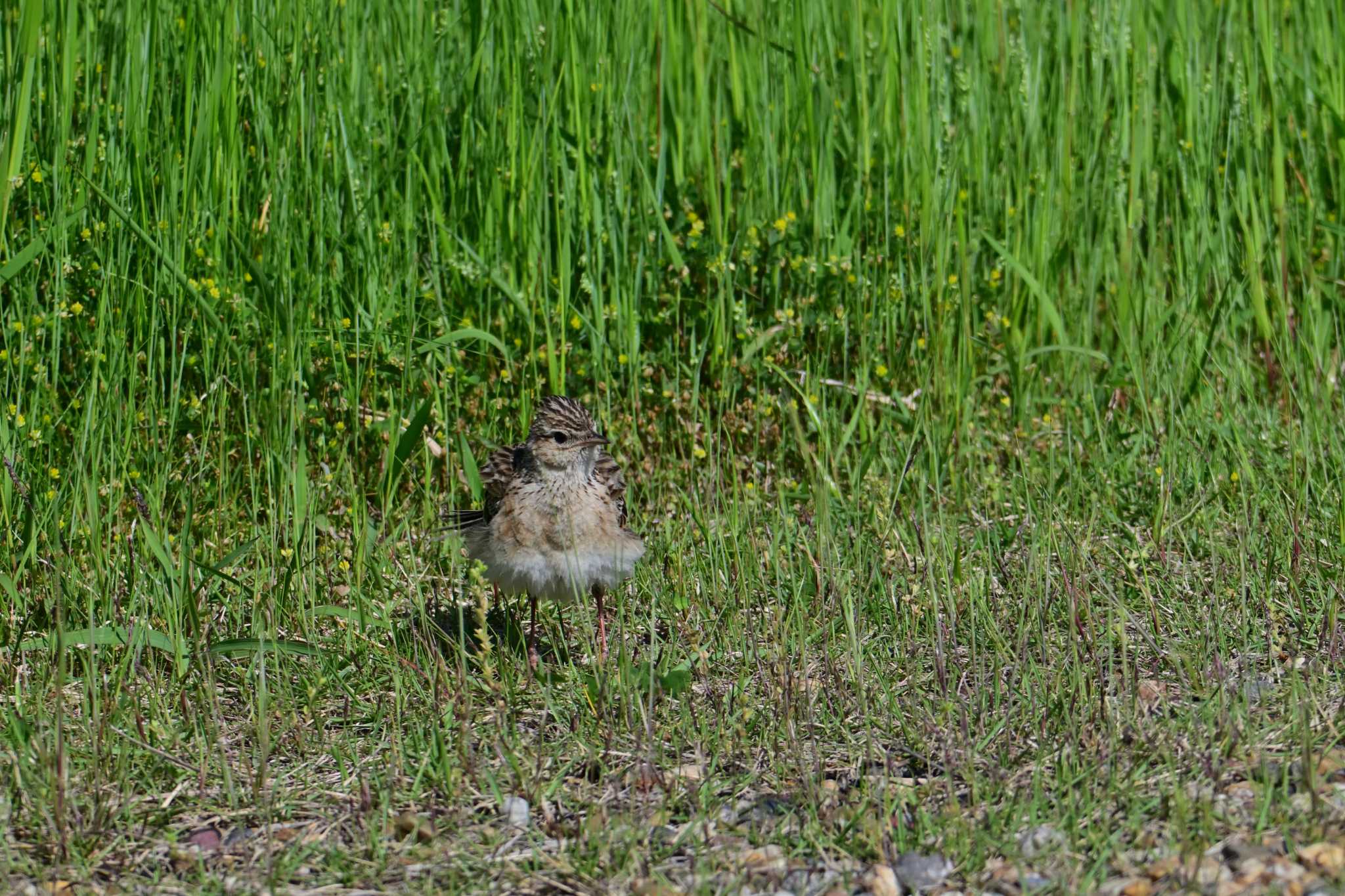 Eurasian Skylark