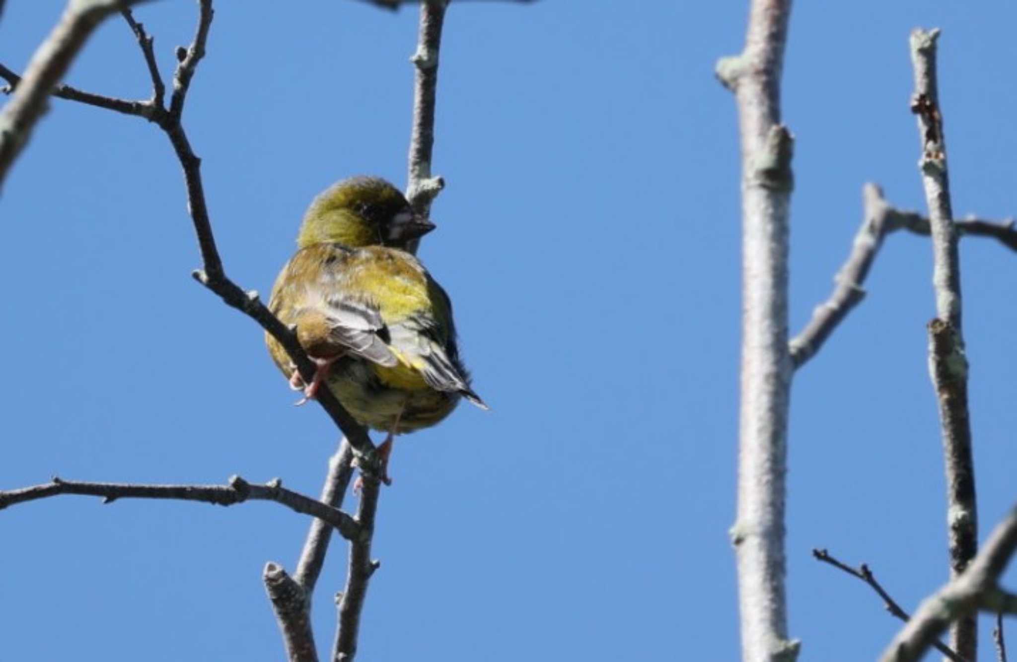 Grey-capped Greenfinch