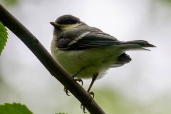 シジュウカラ 秋ヶ瀬公園 2024年5月20日(月)