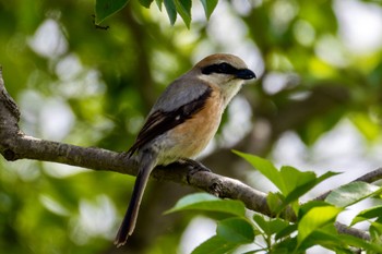 Bull-headed Shrike Akigase Park Mon, 5/20/2024