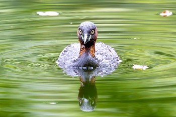 カイツブリ 秋ヶ瀬公園 2024年5月20日(月)