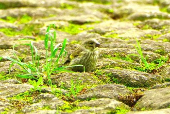 カワラヒワ 厚木七沢森林公園 2024年5月23日(木)