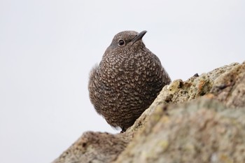 Blue Rock Thrush Unknown Spots Mon, 1/7/2019