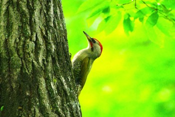 アオゲラ 厚木七沢森林公園 2024年5月23日(木)