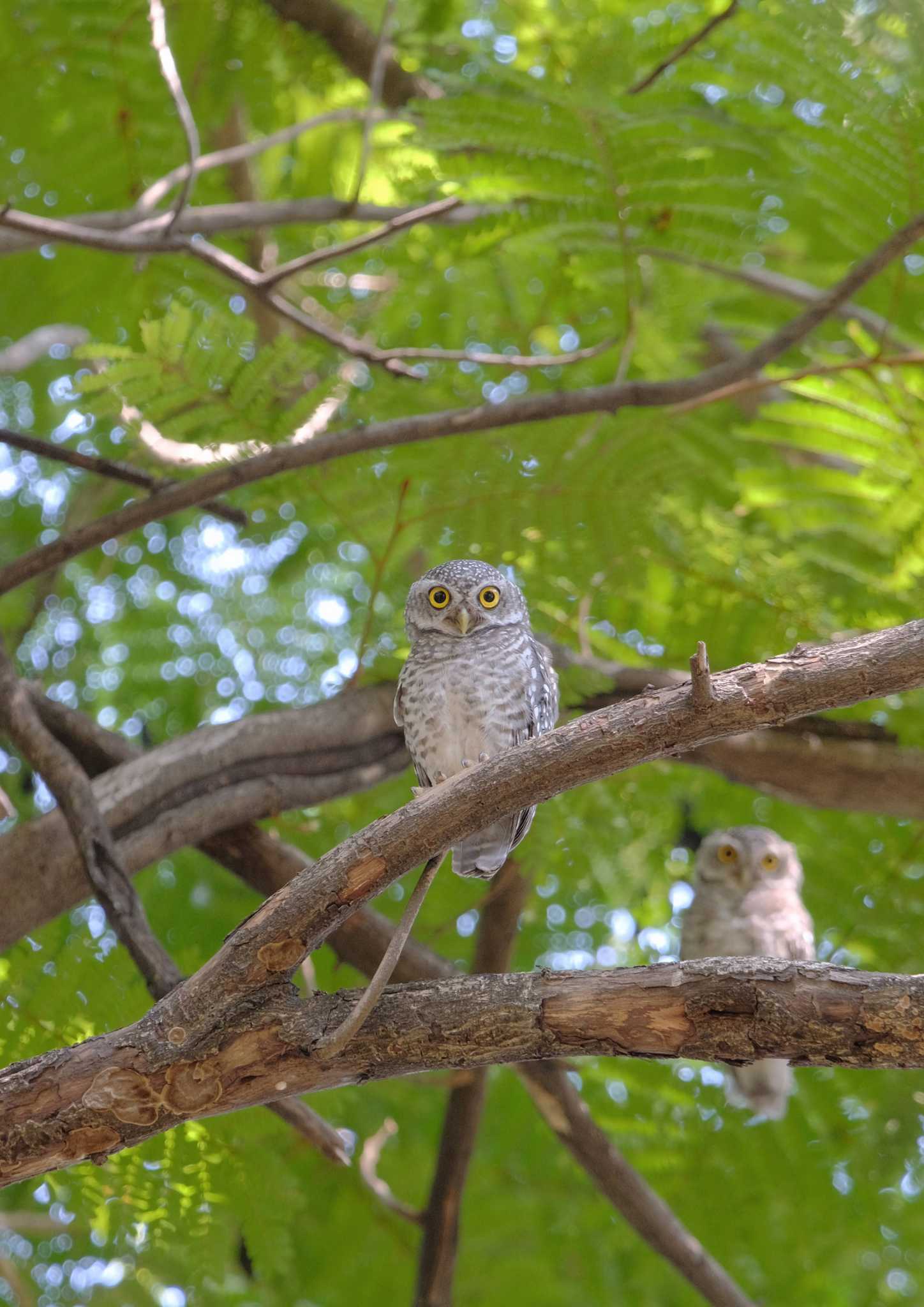 インドコキンメフクロウ