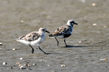 Grey Plover Sambanze Tideland Sat, 5/18/2024