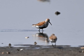 Dunlin Sambanze Tideland Sat, 5/18/2024