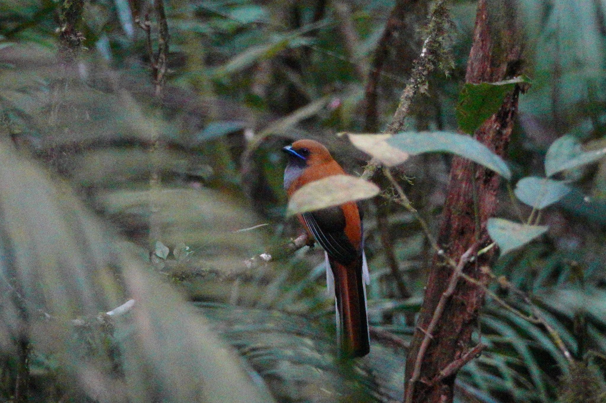 Whitehead's Trogon