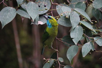 Golden-naped Barbet Kinabaru park Mon, 2/26/2024