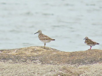 2024年5月23日(木) 兵庫県芦屋市 南芦屋浜の野鳥観察記録