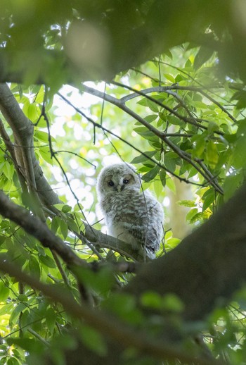 Ural Owl 関東 Sat, 5/11/2024