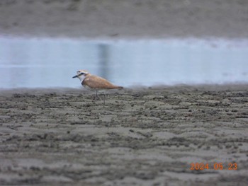 シロチドリ ふなばし三番瀬海浜公園 2024年5月23日(木)