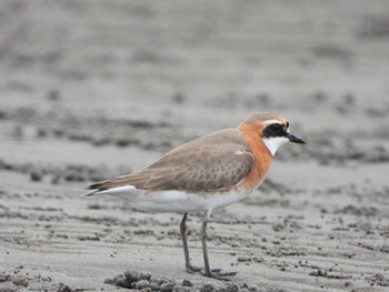 Siberian Sand Plover Sambanze Tideland Thu, 5/23/2024