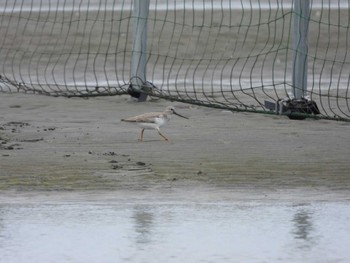 ソリハシシギ ふなばし三番瀬海浜公園 2024年5月23日(木)