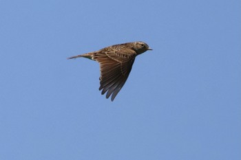 Eurasian Skylark 荒川河川敷 Sat, 5/4/2024