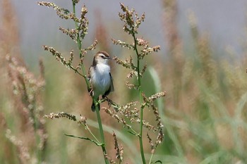 Zitting Cisticola 荒川河川敷 Sat, 5/4/2024