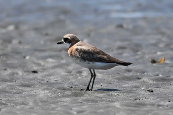 Siberian Sand Plover Sambanze Tideland Sat, 5/18/2024