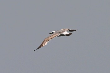 Black-tailed Gull Sambanze Tideland Sat, 5/18/2024