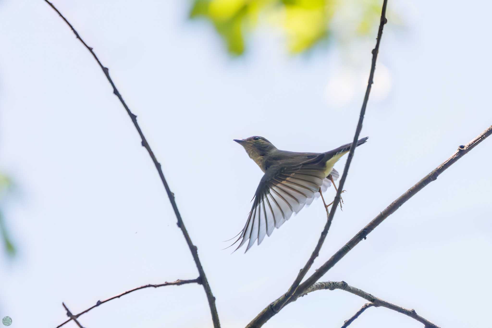 Narcissus Flycatcher